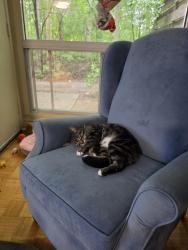 Lost Female Cat last seen Wellington Woods Residence. Last seen in the forested behind unit 70s at 12:30am, Guelph, ON N1G 2V7