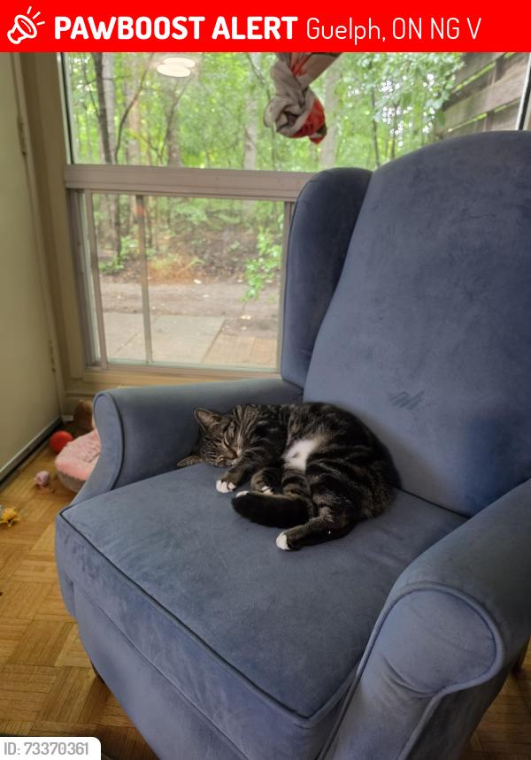Lost Female Cat last seen Wellington Woods Residence. Last seen in the forested behind unit 70s at 12:30am, Guelph, ON N1G 2V7