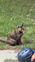 Lost Female Cat last seen mcpherson church rd, off of village, Fayetteville, NC 28303