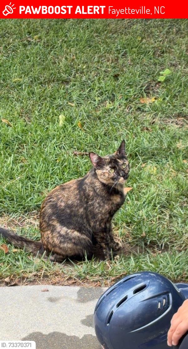 Lost Female Cat last seen mcpherson church rd, off of village, Fayetteville, NC 28303