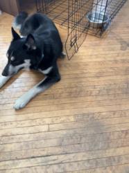 Reunited Male Dog last seen I-80, Joliet, IL 60436