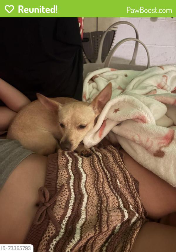 Reunited Female Dog last seen Ahuimanu road, Honolulu County, HI 96744