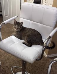 Lost Female Cat last seen Near st and meridian, Wichita, KS 67203