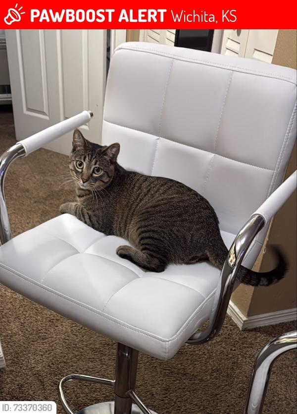Lost Female Cat last seen Near st and meridian, Wichita, KS 67203