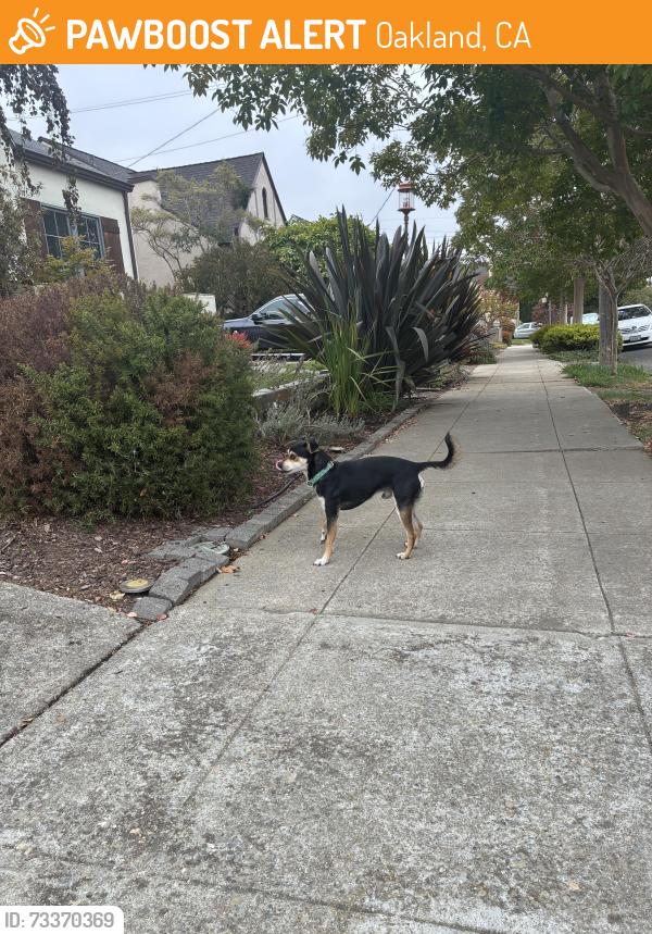 Found/Stray Unknown Dog last seen Picardy, Oakland, CA 94605
