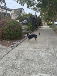 Found/Stray Unknown Dog last seen Picardy, Oakland, CA 94605