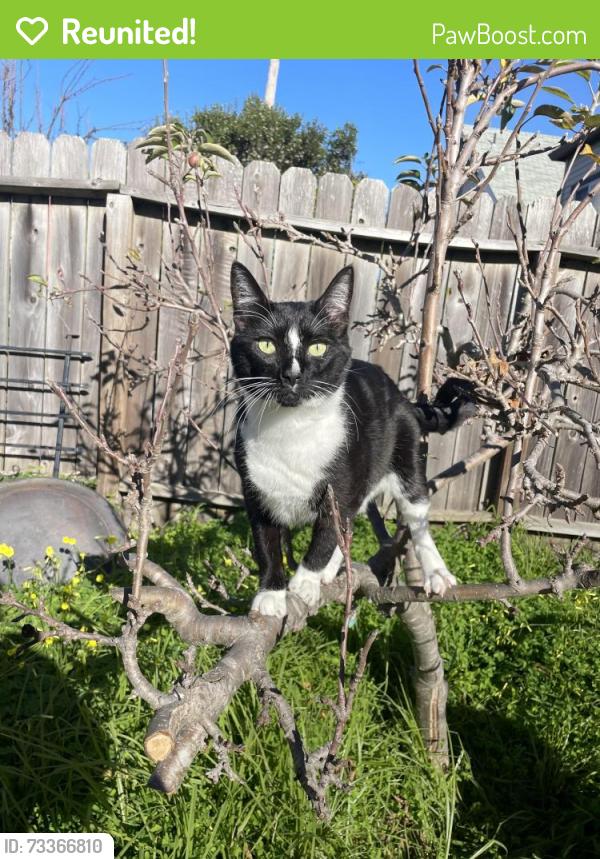 Reunited Male Cat last seen Ashby & California St, Berkeley, CA 94703