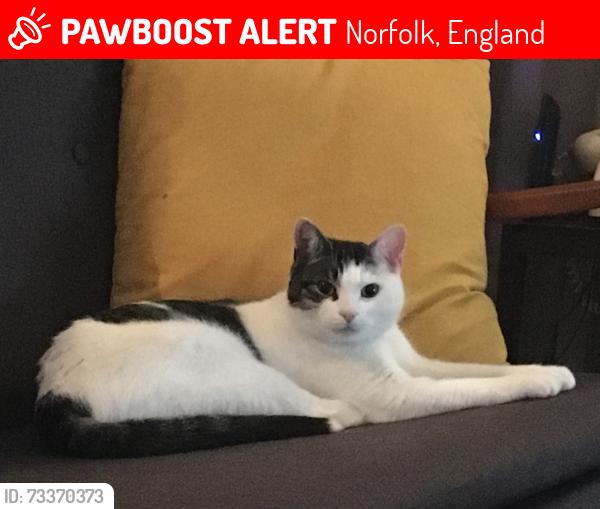 Lost Female Cat last seen Near the staithe, Norfolk, England 
