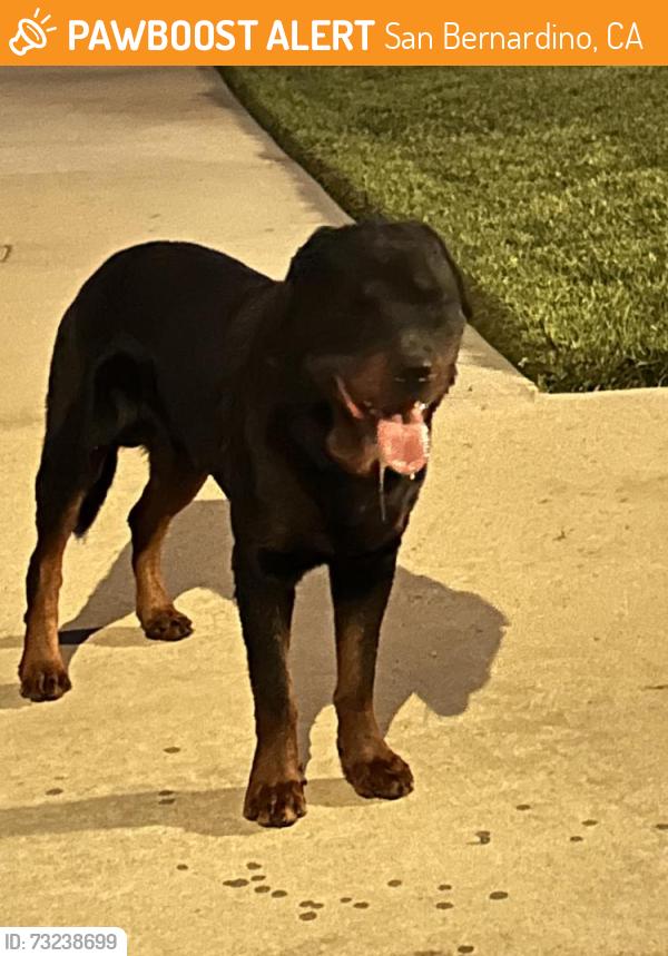 Found/Stray Male Dog last seen Kendall, San Bernardino, CA 92407