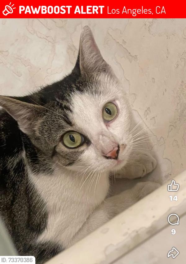 Lost Female Cat last seen Hover, Los Angeles, CA 90037