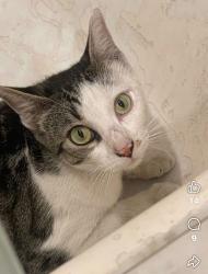 Lost Female Cat last seen Hover, Los Angeles, CA 90037