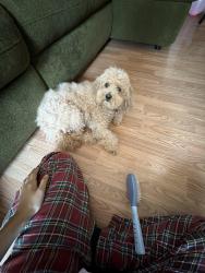 Reunited Male Dog last seen 59th street by Jim’s food and Golden living center Kenosha, Kenosha, WI 53144