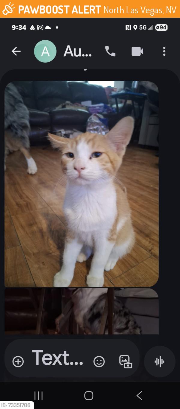 Found/Stray Male Cat last seen Tropical and Azure, North Las Vegas, NV 89031