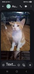 Found/Stray Male Cat last seen Tropical and Azure, North Las Vegas, NV 89031