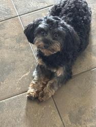 Reunited Female Dog last seen Louise Ritter Rd, Red Oak, TX 75154