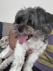 Reunited Female Dog last seen Ramsgate community, Concord, NC 28025