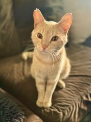 Lost Male Cat last seen Fourth, San Fernando, CA 91340