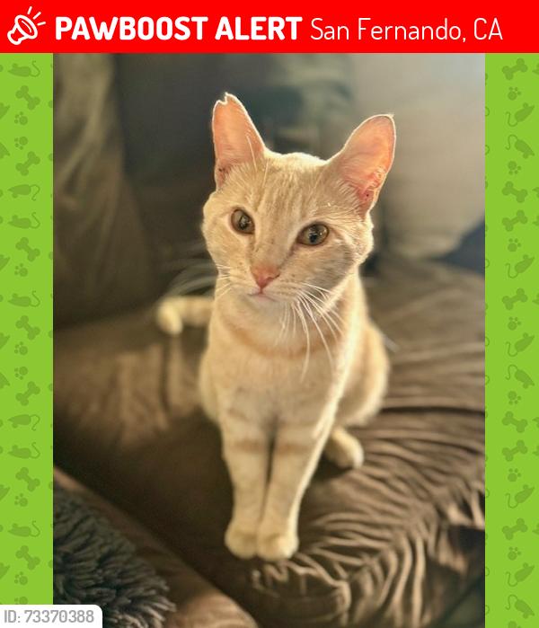 Lost Male Cat last seen Fourth, San Fernando, CA 91340