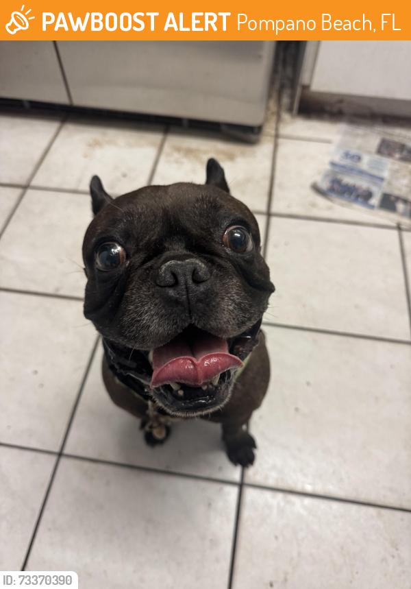 Found/Stray Male Dog last seen Near NE 40 St pompano Beach, Pompano Beach, FL 33064