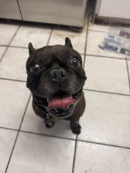 Found/Stray Male Dog last seen Near NE 40 St pompano Beach, Pompano Beach, FL 33064