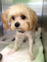 Shelter Stray Male Dog last seen , 1850 W 60th St, Los Angeles, CA 90047, USA