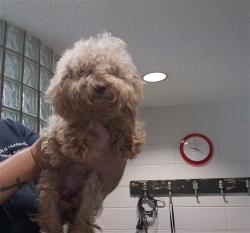 Shelter Stray Female Dog last seen BIDE A WEE DRIVE, 4950 SW Triana Blvd, Huntsville, AL 35805, USA