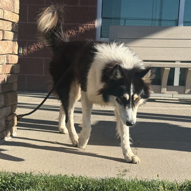 Shelter Stray Male Dog last seen Near BLOCK E 8TH ST, PUEBLO CO 81001, 4600 Eagleridge Pl, Pueblo, CO 81008, USA