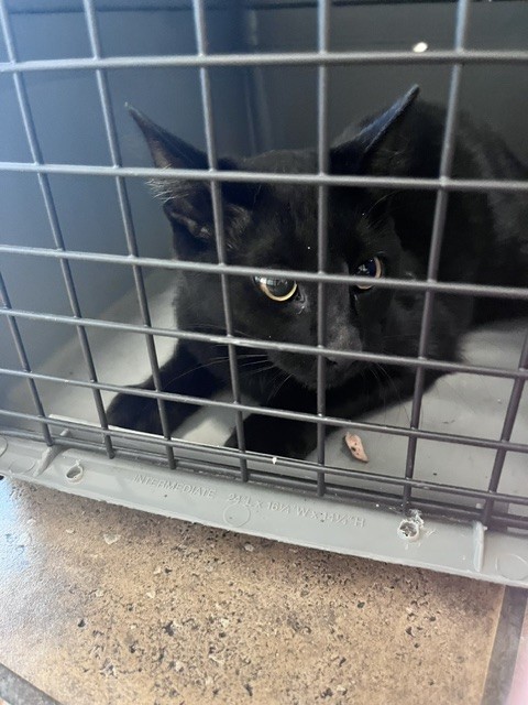 Shelter Stray Unknown Cat last seen Near BLOCK WEST ST, PUEBLO CO 81003, 4600 Eagleridge Pl, Pueblo, CO 81008, USA