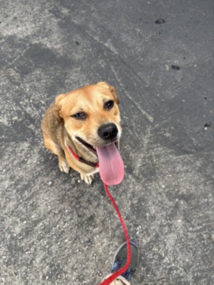 Shelter Stray Female Dog last seen , 11361 W Pico Blvd, Los Angeles, CA 90064, USA