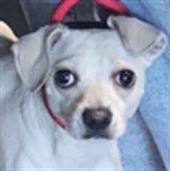Shelter Stray Male Dog last seen , West Valley Animal Shelter, 20655 Plummer St, Chatsworth, CA 91311, USA