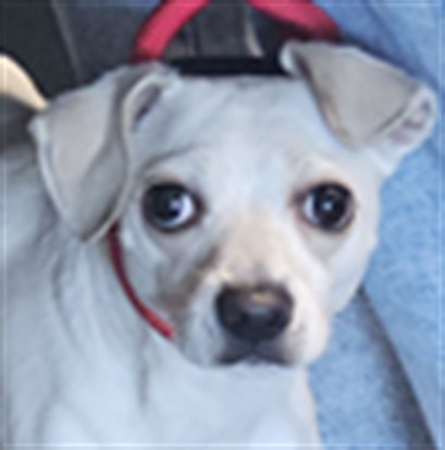 Shelter Stray Male Dog last seen , West Valley Animal Shelter, 20655 Plummer St, Chatsworth, CA 91311, USA