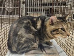 Shelter Stray Male Cat last seen , 14409 Vanowen St, Van Nuys, CA 91405, USA
