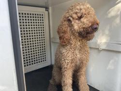 Shelter Stray Male Dog last seen Near BLOCK LINDEN ST, RIVERSIDE CA 92507, 6851 Van Buren Boulevard, Jurupa Valley, CA 92509, USA