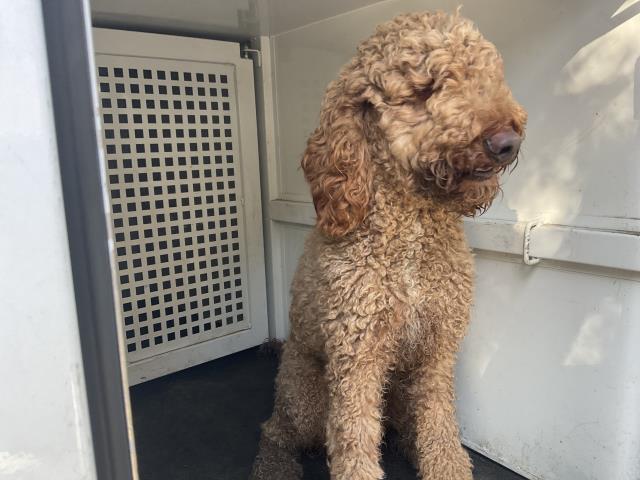 Shelter Stray Male Dog last seen Near BLOCK LINDEN ST, RIVERSIDE CA 92507, 6851 Van Buren Boulevard, Jurupa Valley, CA 92509, USA