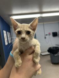 Shelter Stray Male Cat last seen , 1601 Airport Rd, Shelby, NC 28150, USA