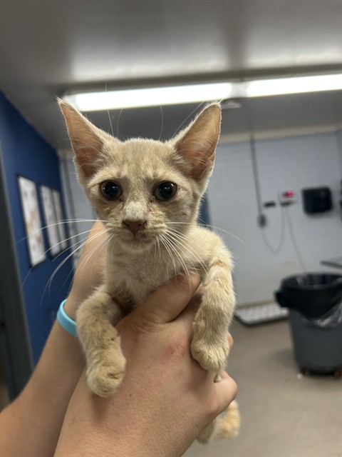 Shelter Stray Male Cat last seen , 1601 Airport Rd, Shelby, NC 28150, USA