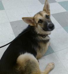 Shelter Stray Female Dog last seen , 2811 SE 29th St, Oklahoma City, OK 73129, USA