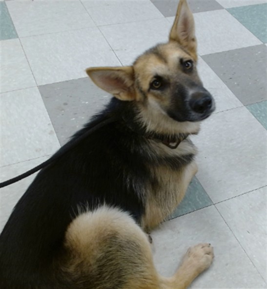 Shelter Stray Female Dog last seen , 2811 SE 29th St, Oklahoma City, OK 73129, USA