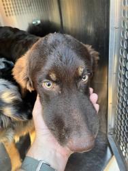Shelter Stray Male Dog last seen Near BLOCK SE 70TH, 2811 SE 29th St, Oklahoma City, OK 73129, USA