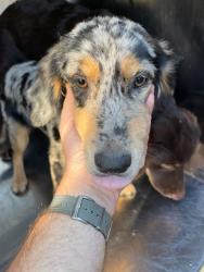 Shelter Stray Female Dog last seen Near BLOCK SE 70TH, 2811 SE 29th St, Oklahoma City, OK 73129, USA
