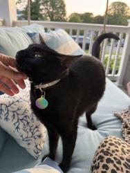 Lost Male Cat last seen Near Trenton Blvd. Sea Girt., Sea Girt, NJ 08750