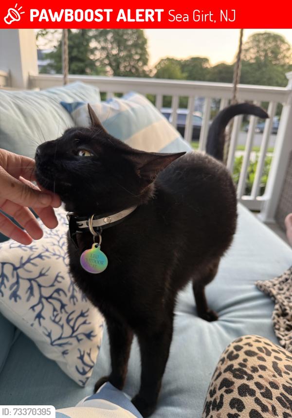 Lost Male Cat last seen Near Trenton Blvd. Sea Girt., Sea Girt, NJ 08750