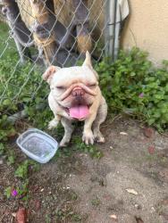 Found/Stray Female Dog last seen Service ave west covina, West Covina, CA 91790
