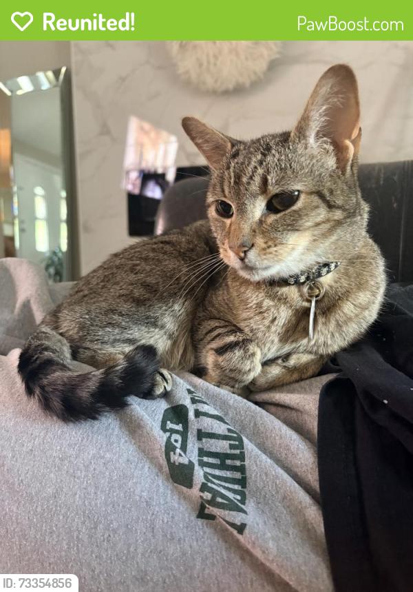 Reunited Male Cat last seen Stella Ave & Corinth, Dallas, TX 75216