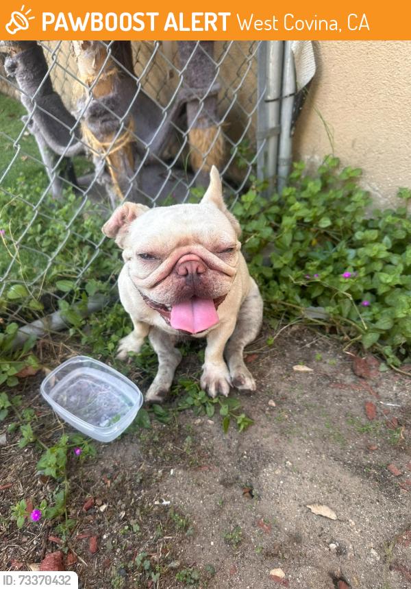 Found/Stray Female Dog last seen Service ave west covina, West Covina, CA 91790