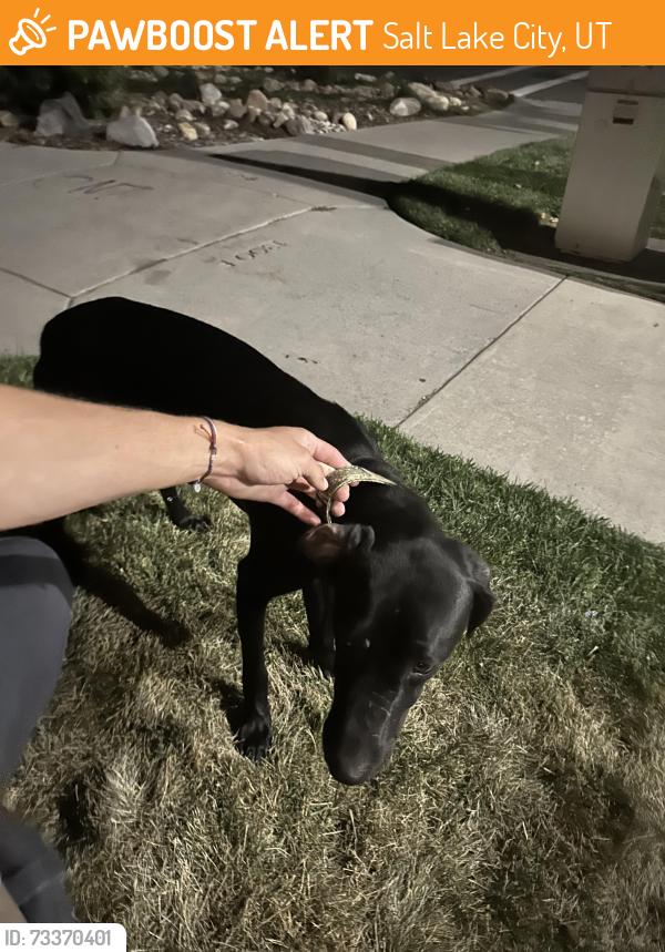 Found/Stray Male Dog last seen S1300 E and 700 S, Salt Lake City, UT 84102