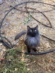 Found/Stray Unknown Cat last seen Near E & 1300 S, Salt Lake City, UT 84115