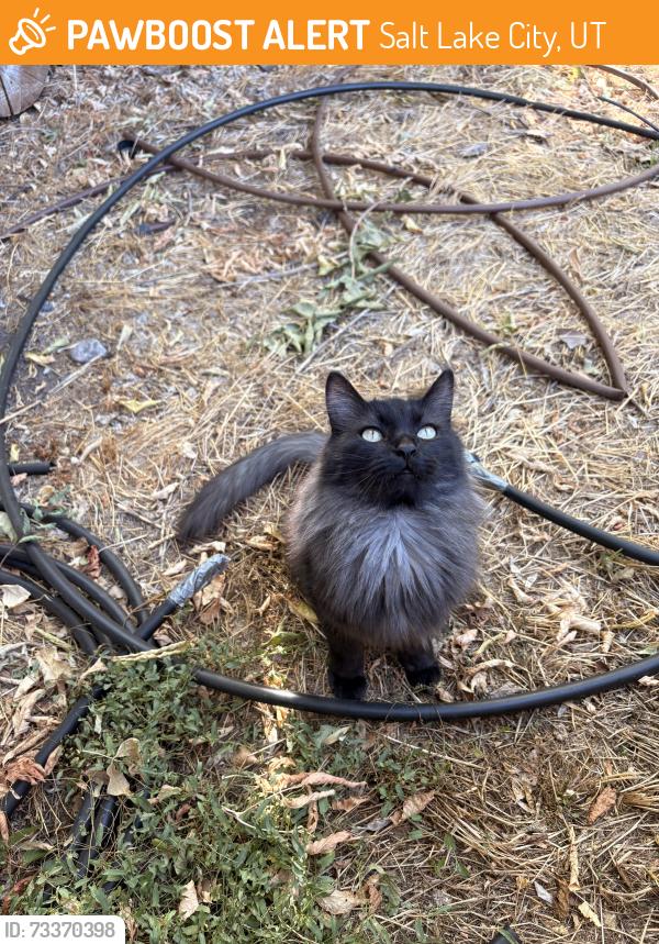 Found/Stray Unknown Cat last seen Near E & 1300 S, Salt Lake City, UT 84115
