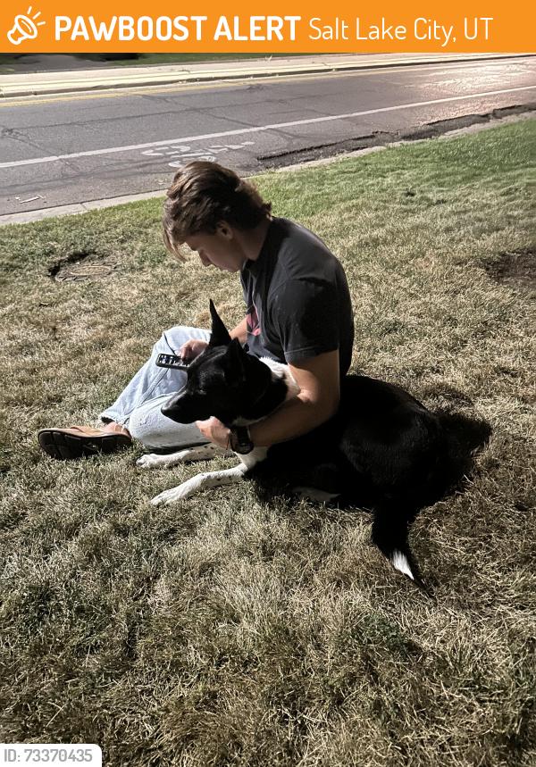 Found/Stray Male Dog last seen In front of McGillis School 1300 E, Salt Lake City, UT 84102