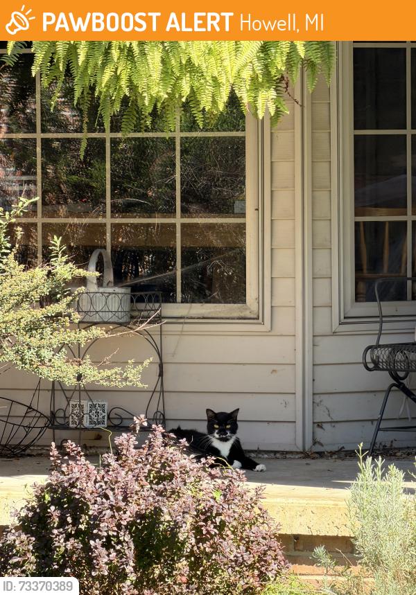 Found/Stray Unknown Cat last seen Crooked Lake between Dorr and Edgewood Shores, Howell, MI 48843